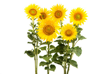 Obraz premium flower sunflower isolated