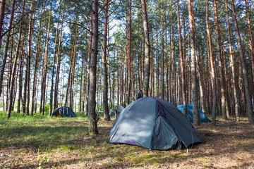 Tent in morning forest. Camping and beautiful nature