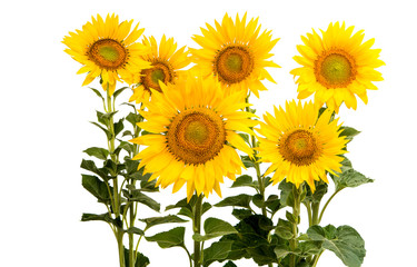 Naklejka premium flower sunflower isolated
