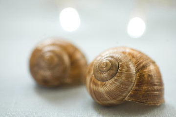 Snail