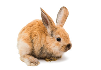 Baby of orange rabbit