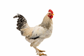 Rooster isolated