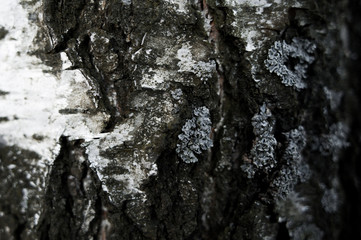 Background - spring birch bark