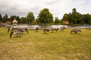 Oche in Hyde Park - Londra