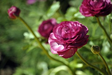 peonia viola