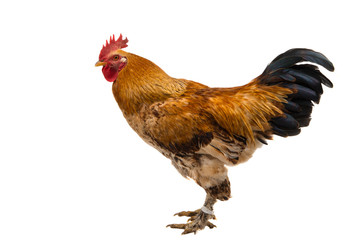 Rooster isolated