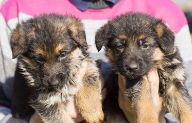 Fototapeta na wymiar German shepherd puppies in hand