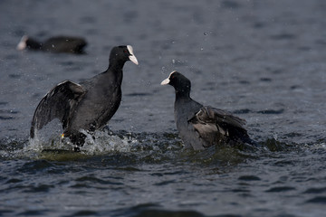 Eurasian Coot, Coot, Fulica atra 