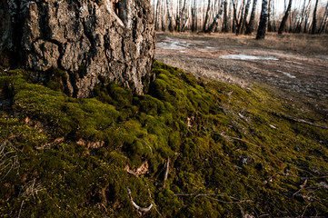 Background - spring grass and green moss