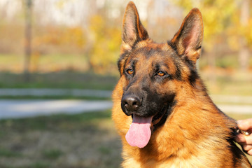 German Shepherd portrait