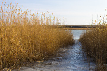 A view of the lake through the reeds.