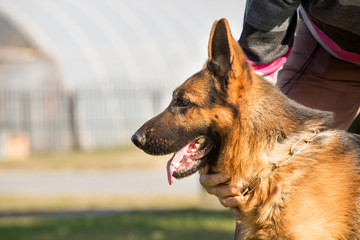 German Shepherd portrait
