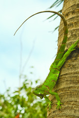 green Iaguana