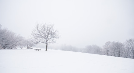 Fototapeta na wymiar Nice winter scene
