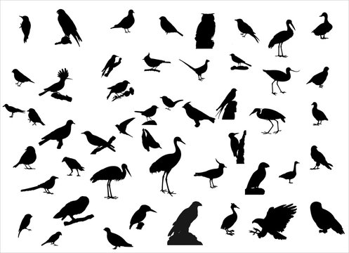 V&ouml;gel in Europa