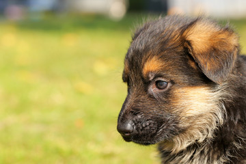 German shepherd puppy close up