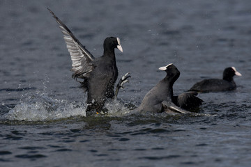 Eurasian Coot, Coot, Fulica atra 