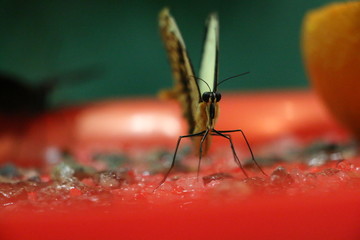 Бабочка с серыми крыльями на красном подносе