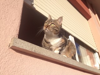 Gatto alla finestra