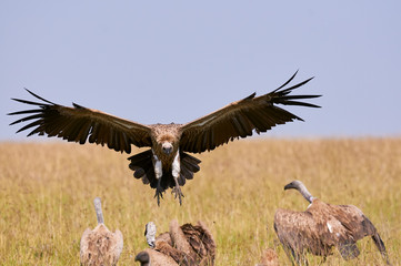 Vulture while lands