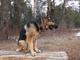 Собака немецкая овчарка в лесу на бревне ранней весной
