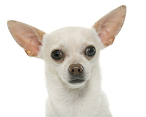 short hair chihuahua