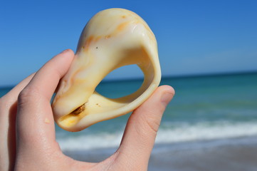 Seashell and Sea