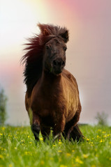 Shetty in Blumenwiese