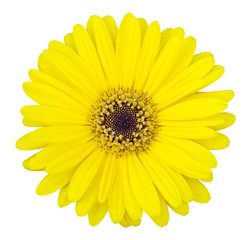 yellow gerbera flower isolated on white with clipping path