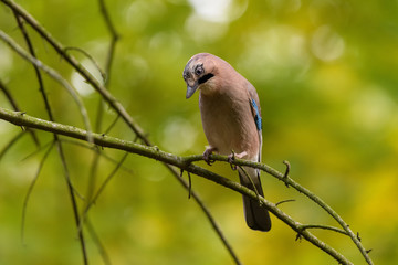 jay observer