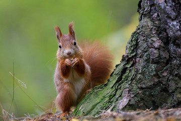 A squirrel and a picnic near a tree
