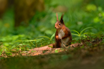 Naklejka na ściany i meble Thoughtful squirrel in the woods