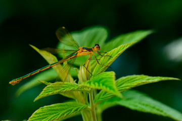 Macro dragonfly Scarce Emerald Damselfly