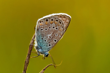 Fototapeta premium Common Blue in the morning soaking