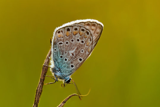 Common Blue in the morning soaking