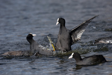 Eurasian Coot, Coot, Fulica atra