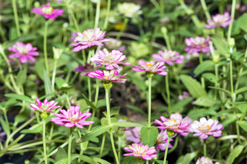 Fototapeta premium Close-up beautiful zinnia flowers in the garden.