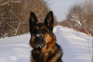 Собака немецкая овчарка на снегу зимним днем