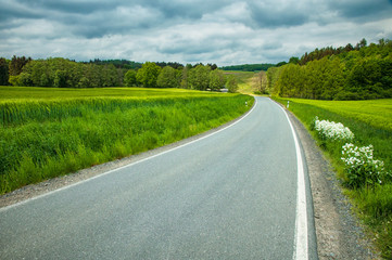 Fototapeta premium Road with trees