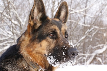 Собака немецкая овчарка на снегу зимним днем