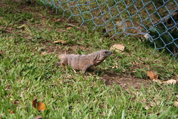 Iguana on grass
