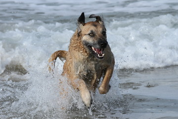 Hund springt aus den Wellen