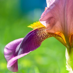 Blütenblatt Detail von Iris Blume in Farbe lila bei Nahaufnahme