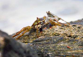 small exotic crab