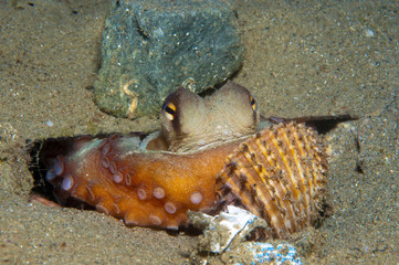 Octopus is camouflaged9