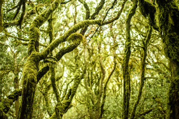 Garajonay park on La Gomera island