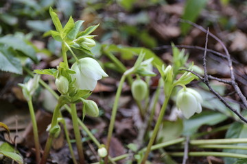 クリスマスローズ