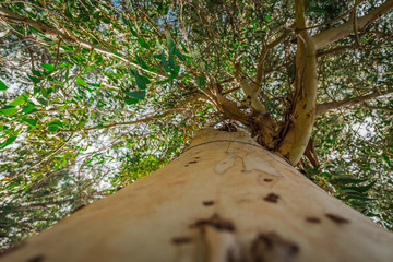 Eucalyptus tree in low angle shot.  Close up shot. Vibrant color.