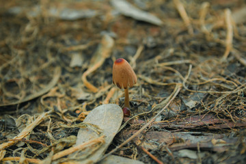Mushroom in the ground - Close up.
