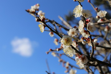 梅の花